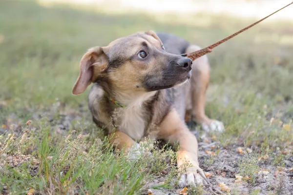 Pies do adopcji, Nowodwór, 26 sierpnia 2025 (1/5)