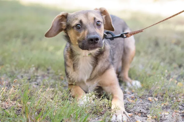 Pies do adopcji, Nowodwór, 26 sierpnia 2025 (2/5)