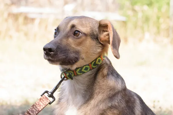 Pies do adopcji, Nowodwór, 26 sierpnia 2025 (3/5)