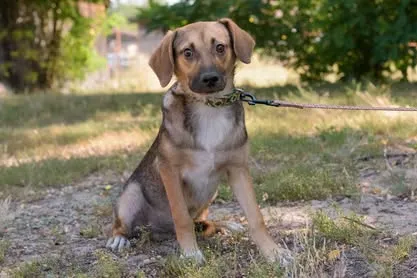 Pies do adopcji, Nowodwór, 26 sierpnia 2025 (5/5)