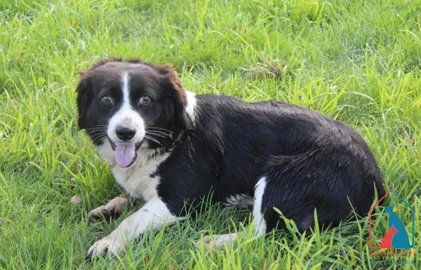 Pies do adopcji, Grudziądz, 31 lipca 2025