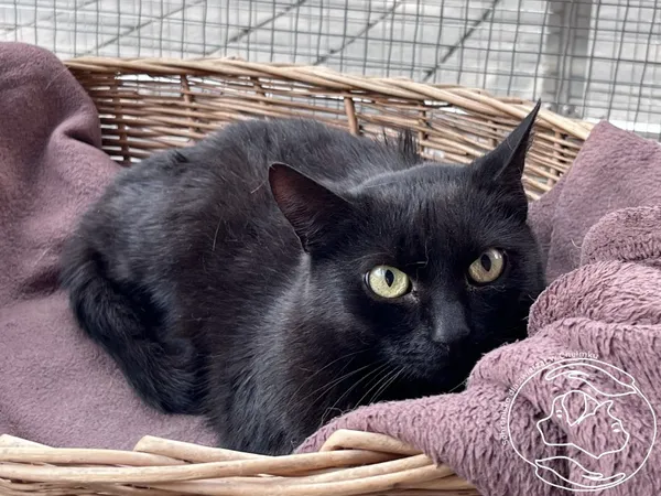 Kot do adopcji, Chełmek, 22 listopada 2024