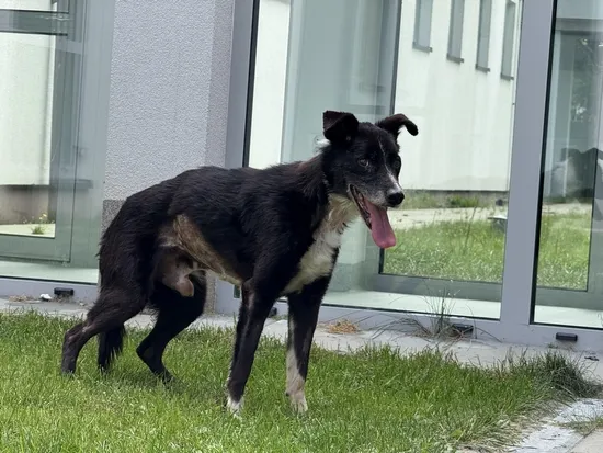 Pies do adopcji, Kraków, 13 czerwca 2025