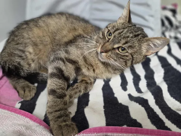 Kot do adopcji, Jelenia Góra, 13 lipca 2025 (2/3)