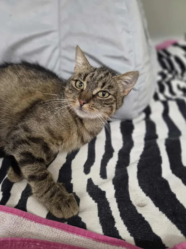 Kot do adopcji, Jelenia Góra, 13 lipca 2025 (3/3)