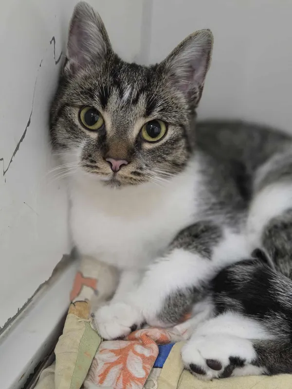 Kot do adopcji, Jelenia Góra, 25 sierpnia 2025 (3/5)