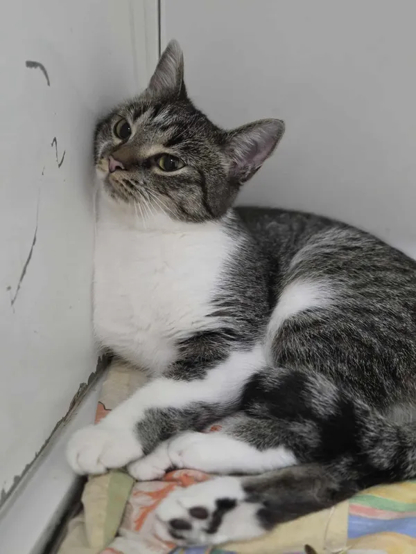 Kot do adopcji, Jelenia Góra, 25 sierpnia 2025 (4/5)