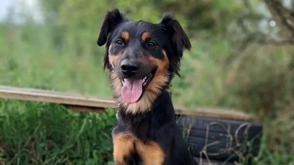 Znaleziono psa, Tatary, 31 lipca 2025 (1/3)