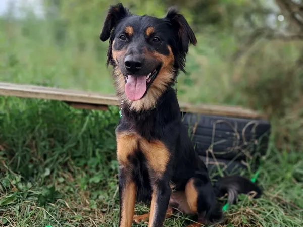 Znaleziono psa, Tatary, 31 lipca 2025 (2/3)