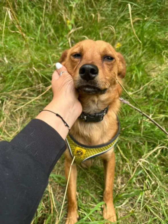 Pies do adopcji, Żywiec, 27 sierpnia 2025 (1/5)