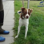 Znaleziono psa
