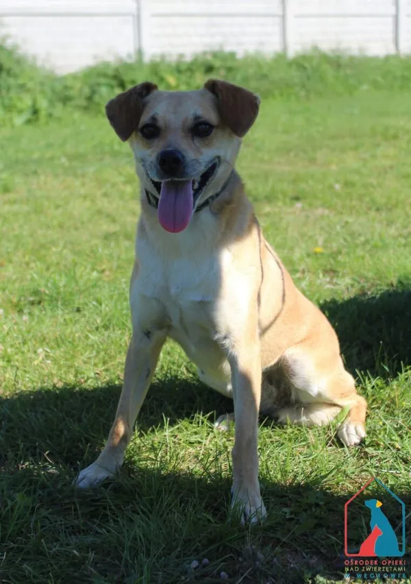Pies do adopcji, Grudziądz, 19 sierpnia 2025