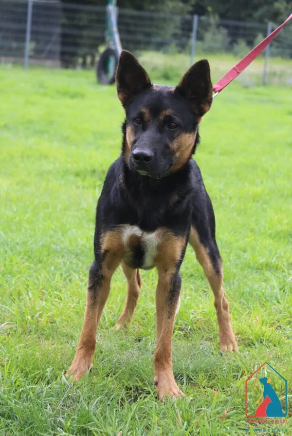 Pies do adopcji, Grudziądz, 1 sierpnia 2025