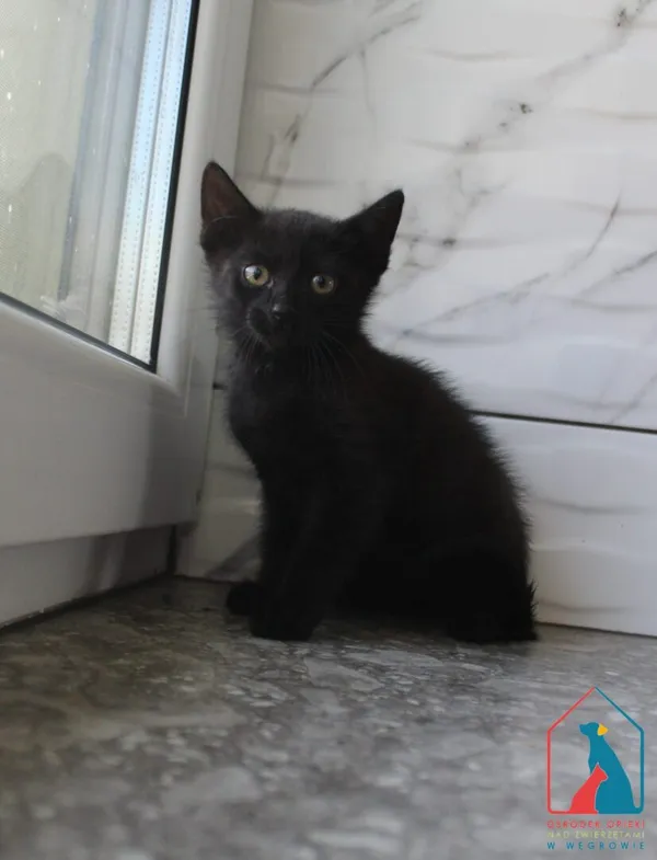 Kot do adopcji, Grudziądz, 12 sierpnia 2025