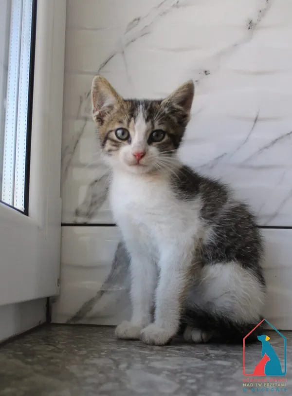 Kot do adopcji, Grudziądz, 12 sierpnia 2025