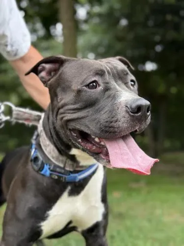 Pies do adopcji, Kraków, 13 sierpnia 2025 (1/5)