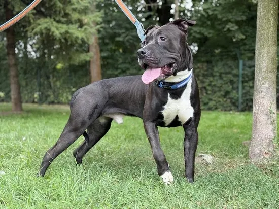 Pies do adopcji, Kraków, 13 sierpnia 2025 (2/5)