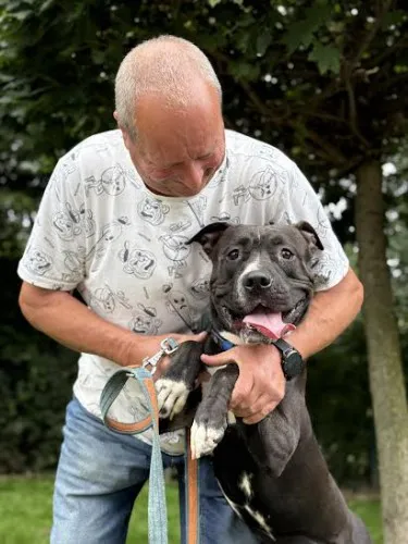 Pies do adopcji, Kraków, 13 sierpnia 2025 (5/5)