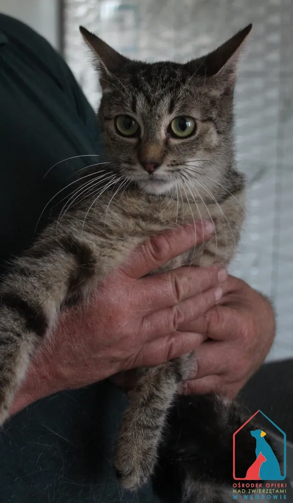 Kot do adopcji, Grudziądz, 14 sierpnia 2025