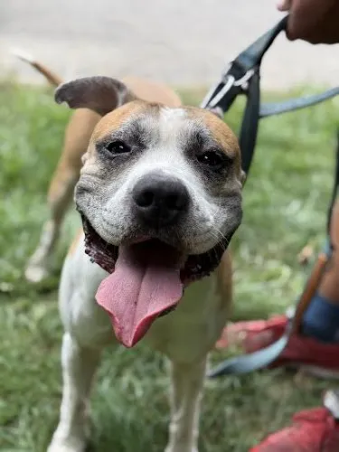 Pies do adopcji, Kraków, 13 sierpnia 2025 (3/5)