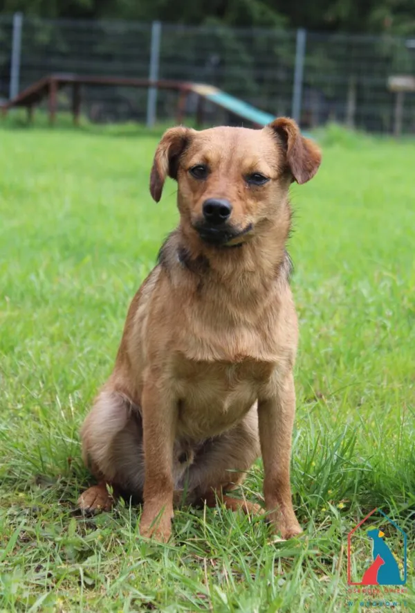 Pies do adopcji, Grudziądz, 1 sierpnia 2025