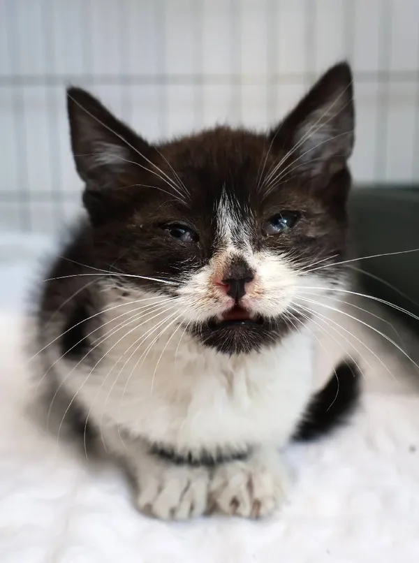 Znaleziono kota, Łódź, 27 sierpnia 2025 (1/5)