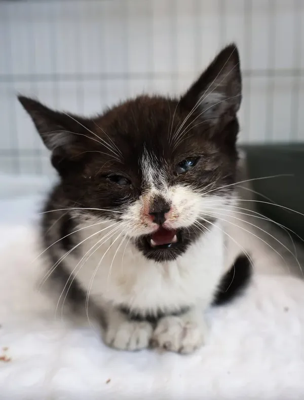 Znaleziono kota, Łódź, 27 sierpnia 2025 (2/5)