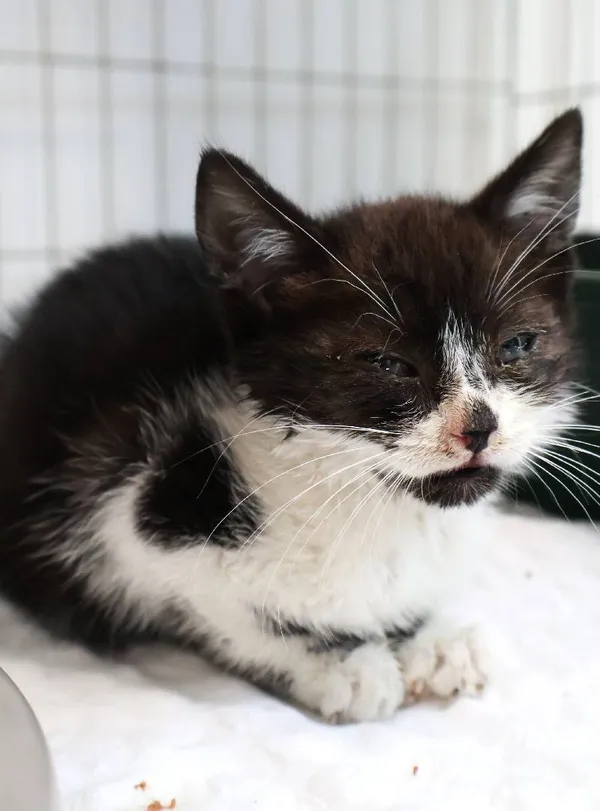 Znaleziono kota, Łódź, 27 sierpnia 2025 (3/5)