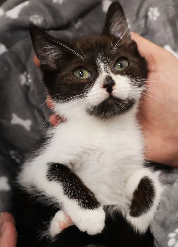 Znaleziono kota, Łódź, 27 sierpnia 2025 (4/5)