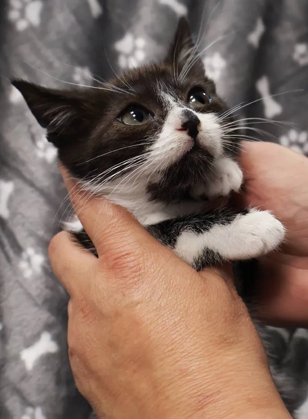 Znaleziono kota, Łódź, 27 sierpnia 2025 (5/5)