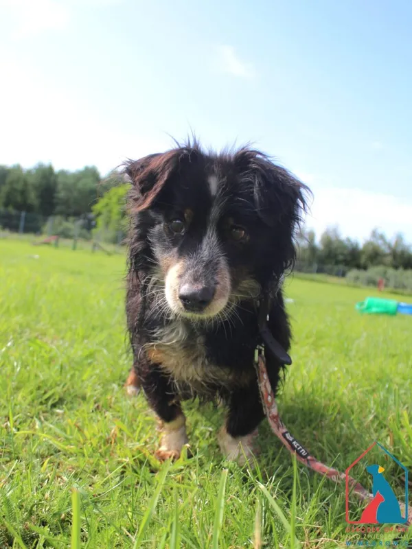 Pies do adopcji, Grudziądz, 12 sierpnia 2025