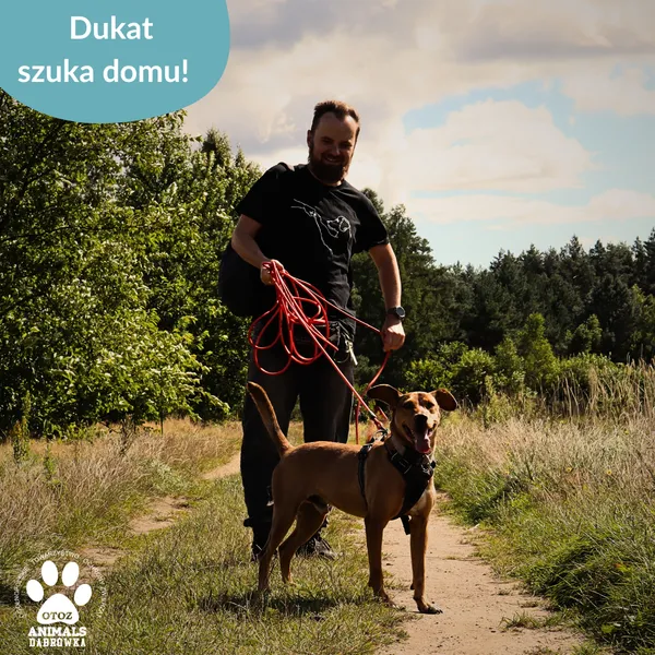 Pies do adopcji, Dąbrówka, 28 sierpnia 2025 (3/5)