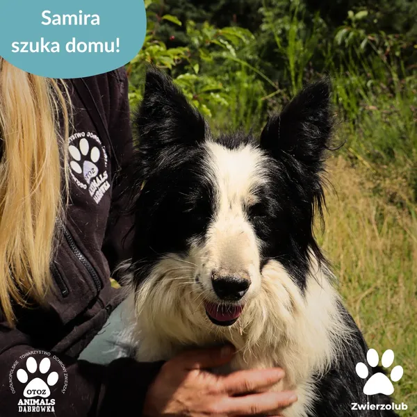 Pies do adopcji, Dąbrówka, 28 sierpnia 2025 (1/4)
