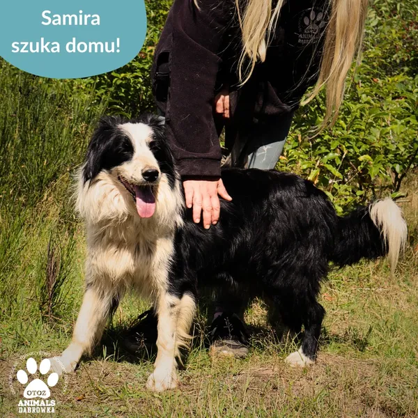 Pies do adopcji, Dąbrówka, 28 sierpnia 2025 (4/4)