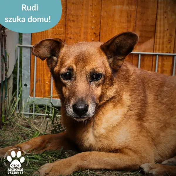 Pies do adopcji, Dąbrówka, 28 sierpnia 2025 (4/4)