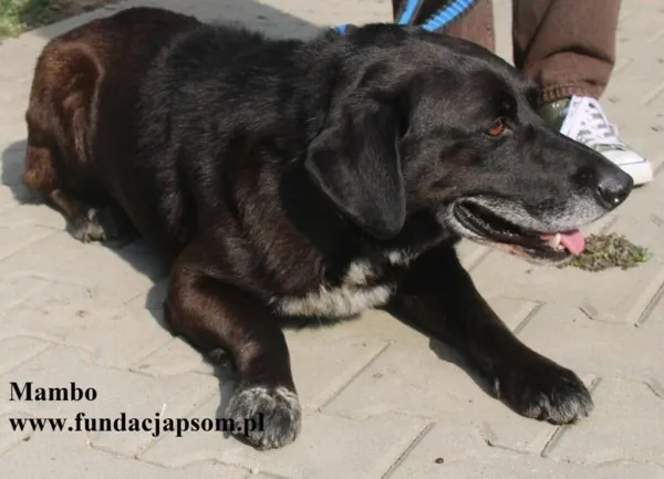 Pies do adopcji, Nowy Dwór Mazowiecki, 28 sierpnia 2025 (4/5)
