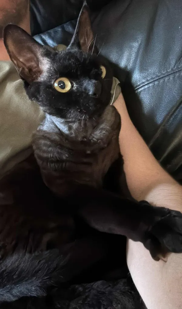 Zaginął kot, Wola Łaska, 28 sierpnia 2025 (2/2)