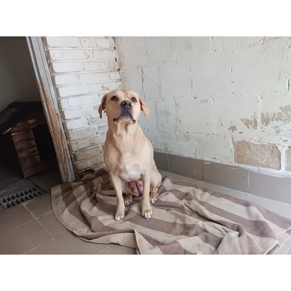 Znaleziono psa, Białystok, 25 sierpnia 2025