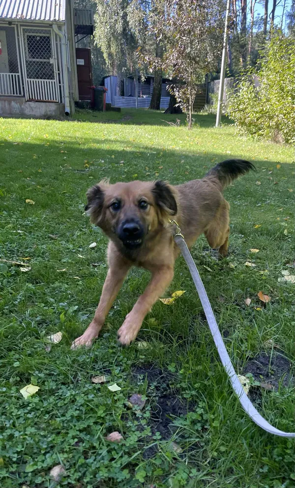 Pies do adopcji, Włocławek, 27 sierpnia 2025 (2/3)