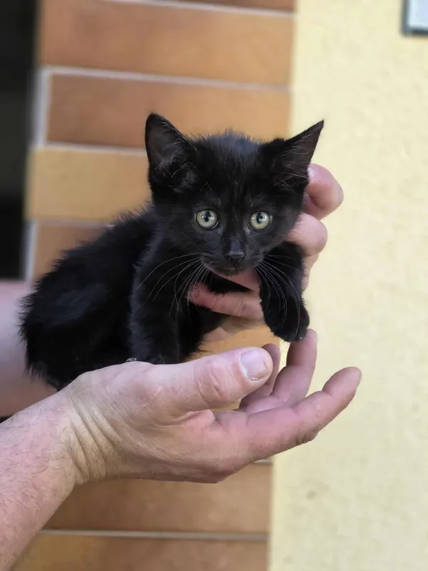 Kot do adopcji, Jelenia Góra, 11 sierpnia 2025 (2/3)