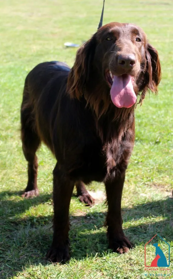 Pies do adopcji, Grudziądz, 27 sierpnia 2025