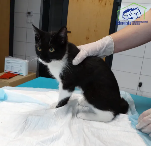 Znaleziono kota, Szczecin, 28 sierpnia 2025