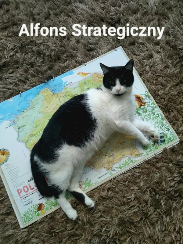 Zaginął kot, Łódź, 28 sierpnia 2025