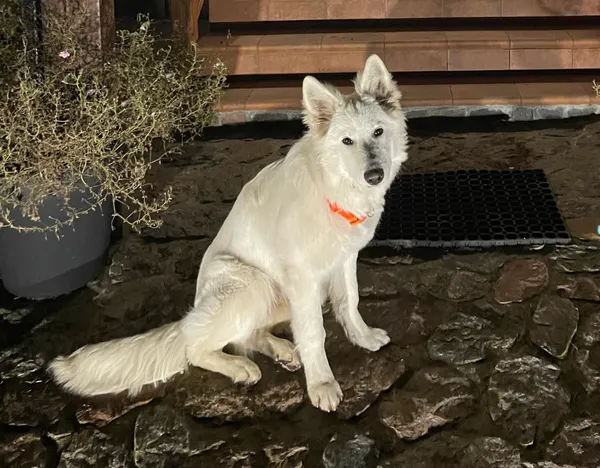 Zaginął pies, Rumy, 29 sierpnia 2025 (1/4)