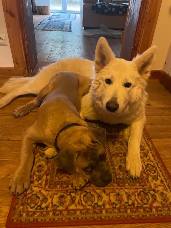 Zaginął pies, Rumy, 29 sierpnia 2025 (3/4)