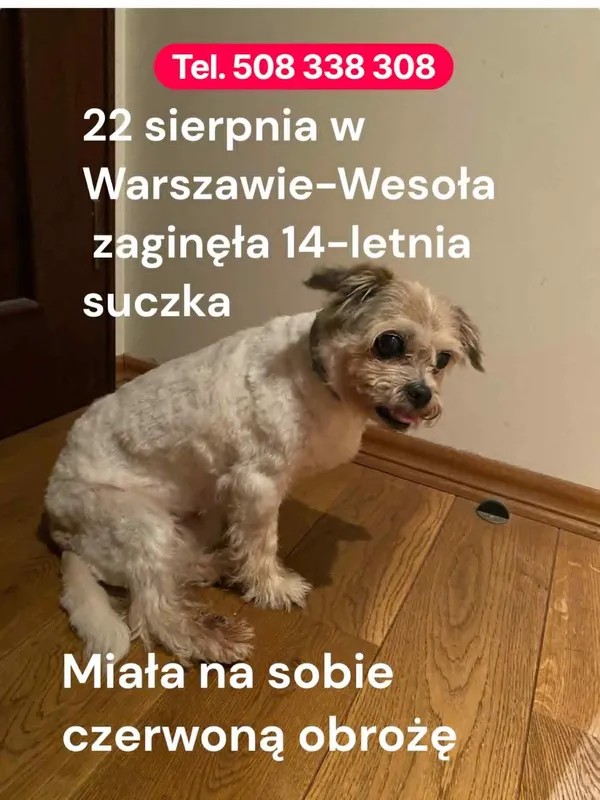 Zaginął pies, Warszawa, Wesoła-Centrum, 29 sierpnia 2025