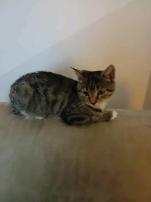 Zaginął kot, Żukowo, 29 sierpnia 2025 (1/2)