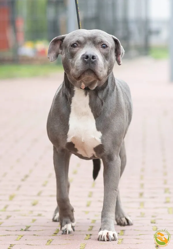 Znaleziono psa, Skałowo, 29 sierpnia 2025 (2/4)