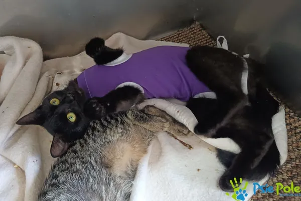 Kot do adopcji, Racławice, 27 sierpnia 2025 (1/3)