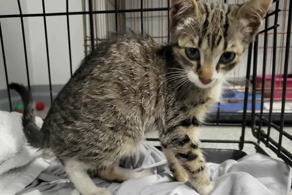 Znaleziono kota, Toruń, 27 sierpnia 2025